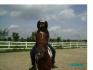 le beau Hubert apres un petit entreinement de dressage