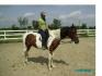 le beau Hubert apres un petit entreinement de dressage