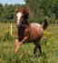 Cooper 17 mois