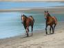James et hurricane trottinant sur le bord de la plage, y sont...