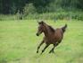 miracle au grand galop