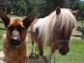 Mon chien et ma Tondeusse :)