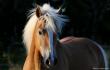 Nala, la nouvele pouliche Haflinger d'une amie....