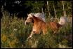 Lady sous les derniers rayons du soleil!
