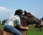 premier galop bareback
