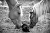 Le Beau LanCeLoT, PoNeTTe Et MouMouNe....3 GroS CuRieuX!