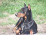 Un chien doberman couché