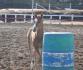 futur champion de barils