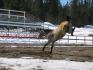 Petite ruade d'un cheval
