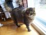 Fred, un de mes chats