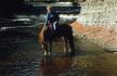 Un cheval dans l'eau et sa cavalière