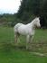 Sir Paco Bar - Quarter Horse de 8 ans. Mon...