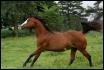 Le beau Ranger de Patsy