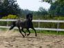 Polo, cheval dont j'ai la chance de monté. Je...