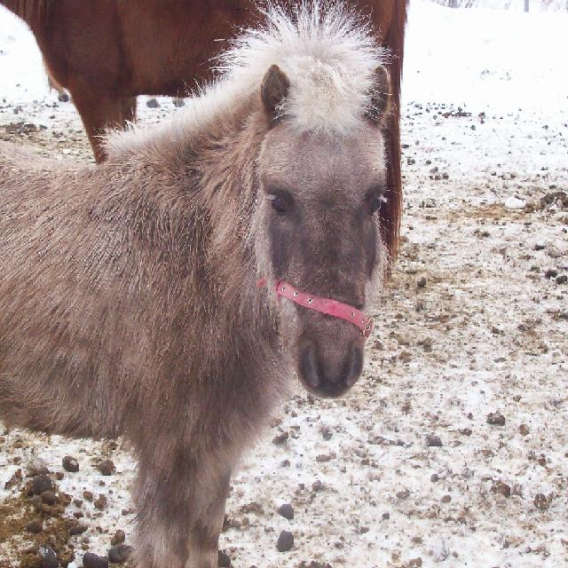 voici la mascotte de notre écurie (polly)