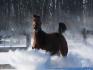 Mon cheval fanta dans la neige! prise par moi l,hiver passe