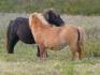 Minie Minie (creme dun)et Matika(noire)...