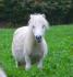 Vanille ,pouliniere falabella