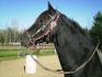 Le beau Nobless. Yer tellment hot ce cheval la.