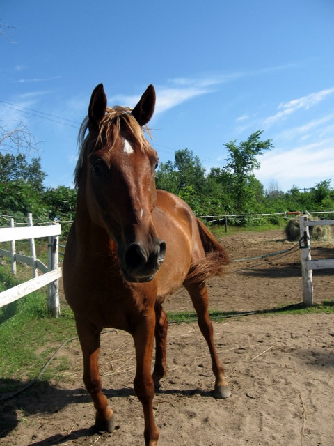 Voici ma photo pour le concour! Aslan cet été =)