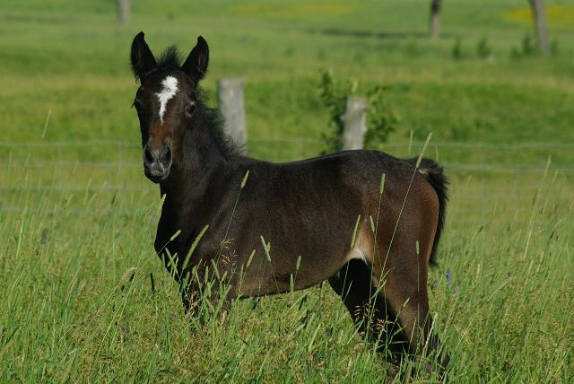 Pouliche. Micca la petite pouliche dans le grand champs d'herbe
