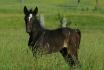 Micca la petite pouliche dans le grand champs...