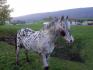 Royal, petit Etalon qui est juste.... beau! Mais...