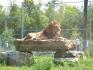 le roi lion! comme si j'étais dans l'enclos vitré! parc safari!