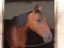 Tête d'un cheval bai
