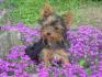 Petit chien dans les fleurs