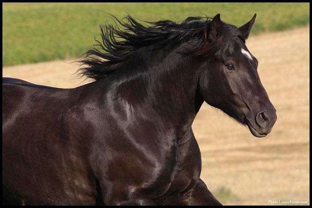Percheron. Nokamis, ma grosse croisée Percheron ! Superbe photo de Laurie...