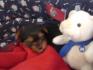Petit chiot