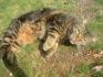 Chat tigré couché