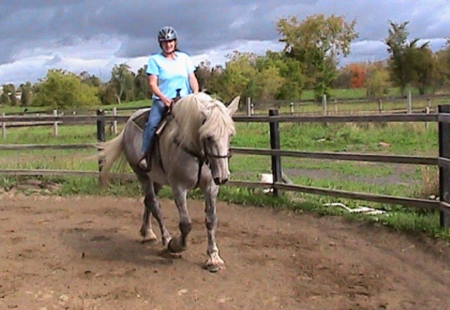 Percheron. duchesse ma percheronne !!!