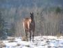 Undersky Cody standardbred 3 ans un de mes ptit nouveau