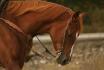 Miss Wild Dude, jument appendix de 6 ans en...