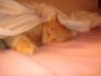 Moka qui fait une sieste