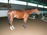 On fait la pose :-) Bailey's et sa bedaine...