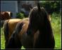 Magnifique photo de *Kim* ! Le cheval c'est...