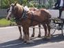 Des chevaux attelés pour un mariage =)