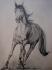 Dessin d'un cheval au galop. Fini jeudi soir....