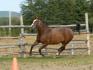 sky au galop....