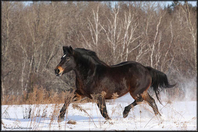 Jument, cheval canadien. La nouvelle jument d'une amie que j'ai été photographier hier!...
