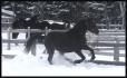 Galopades d'hiver