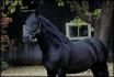 Quijano, Étalon Pure Race espagnol de 4 ans!!! Une autre beauté...