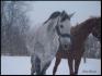 Ma grizoune qui s'amuse dans  la neige!