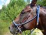 smart en trail qui a eu chaud