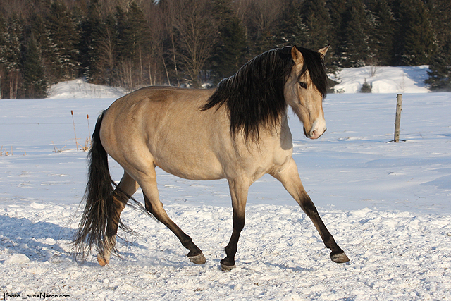 Trot, allongement. Solanna photographiée par Laurie: elle était tannée la puce et...