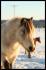 Muraco, poney étalon de presque 3 ans. Mon gros...