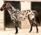 Mon premier cheval que j'ai achet&eacute; ,il y a d&eacute;j&agrave;...